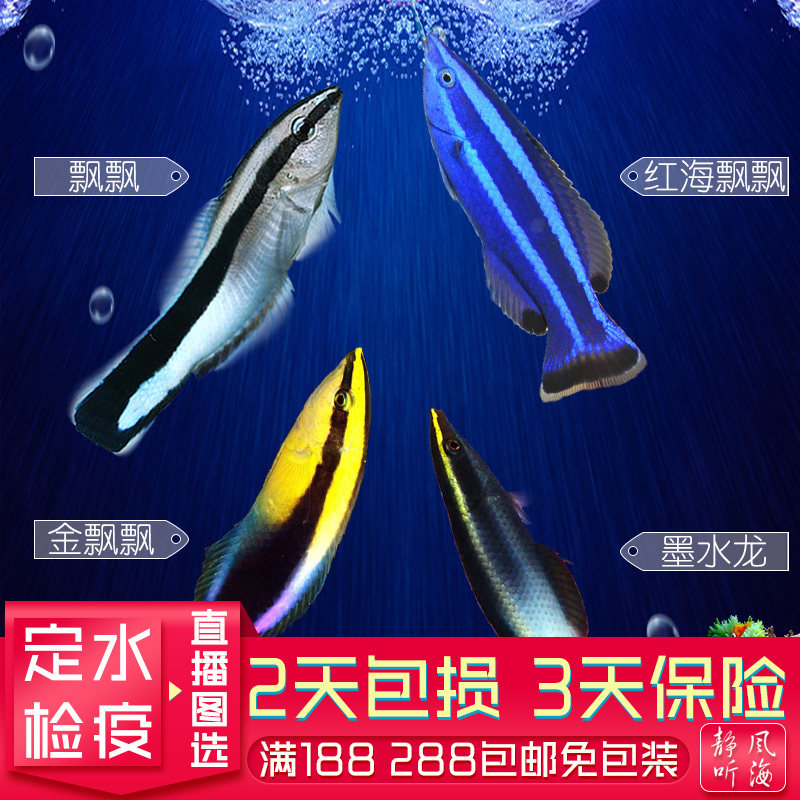 医生鱼 飘飘 金头飘飘 黄尾 墨水龙 红海飘飘 观赏鱼宠物鱼