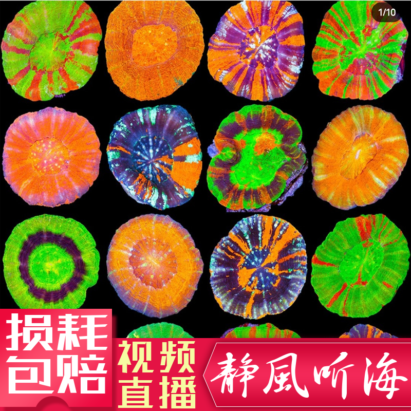 油彩富士脑珊瑚开放脑巴黎脑人工繁殖软体巴厘脑甜甜圈奇异果lps