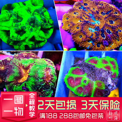 纽扣脑分支脑人工繁殖纽扣脑