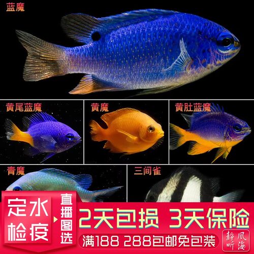 活体蓝魔鱼蓝丝绒好养鱼静风听海