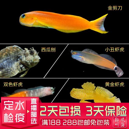 西瓜刨金剪刀双色虾虎小丑虾虎