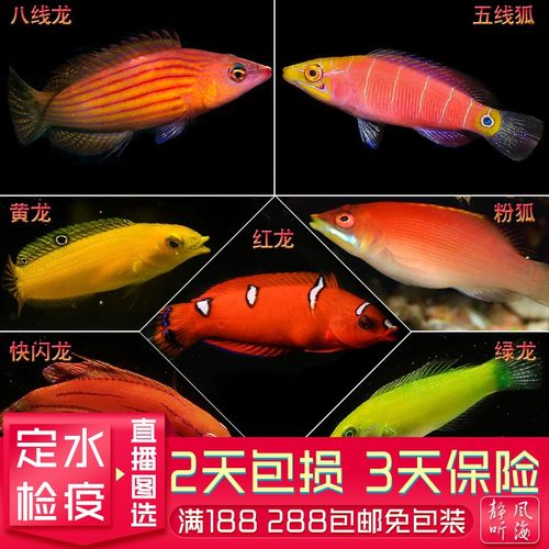 活体海水鱼隆头鱼吃虫漂亮