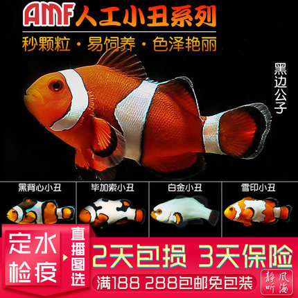 人工公子小丑鱼黑公子尼莫澳黑金砖黑冰血印毕加索海水活体观赏鱼