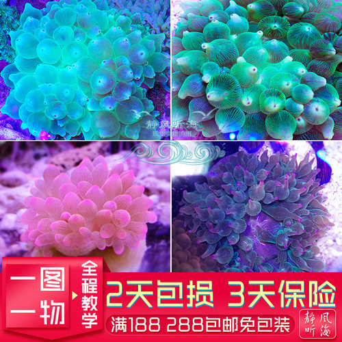 绿奶嘴粉红小丑鱼共生海葵