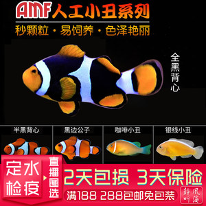 巴东公子全黑背心双带金透红黑豹小丑鱼尼莫海水鱼活体观赏鱼