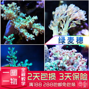 啃牙树绿麦穗圣诞树紫麦穗汤加手指人工繁殖软体珊瑚皮革海缸静风