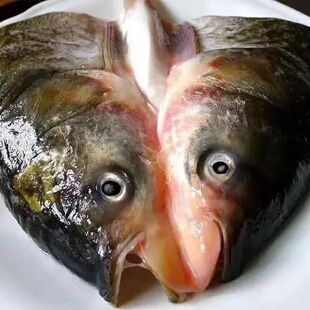 白鲢鱼头鲜活鱼现杀鲢鱼头淡水鱼剁椒鱼头一整箱真空包邮大头