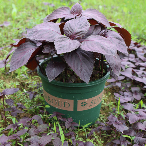 紫苏苗阳台花园菜园去腥味双面紫