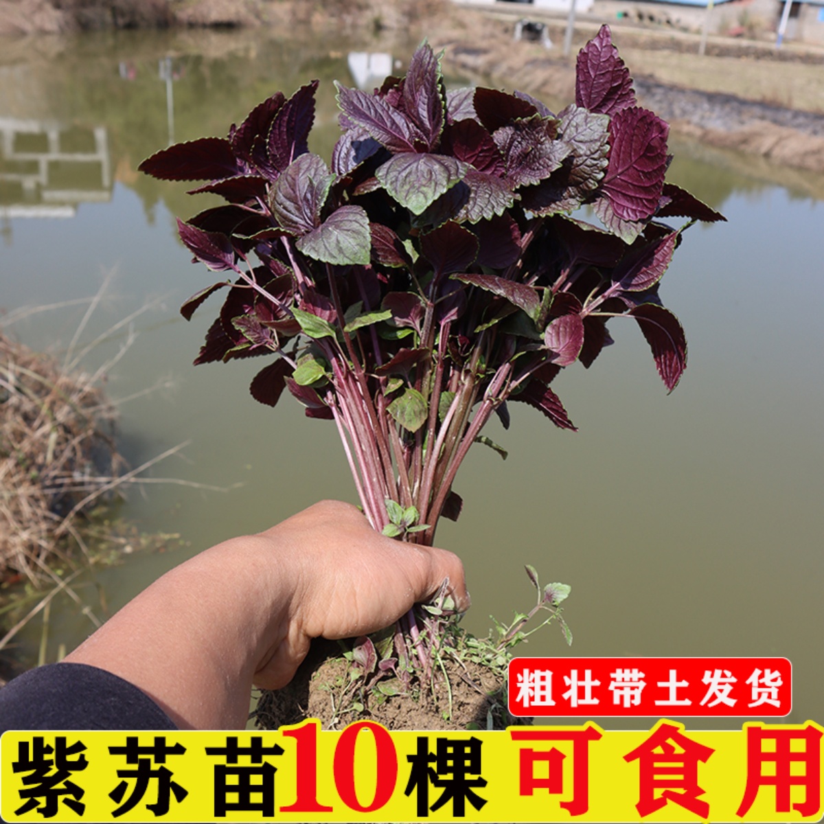 紫苏苗全紫大叶赤苏湖南本地香苏紫苏叶苗新鲜可食用包活红苏10棵-封面