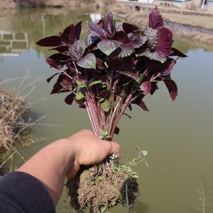 紫苏苗全紫大叶赤苏湖南本地香苏紫苏叶苗新鲜可食用包活红苏10棵