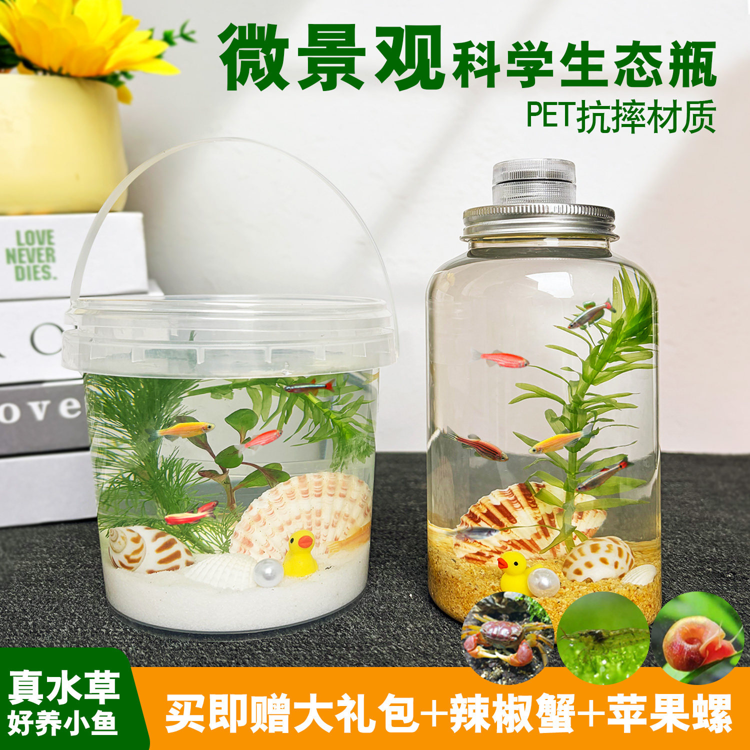 生态瓶DIY小鱼手提塑料微景观淡水冷水观赏鱼虾水草活体学校作业