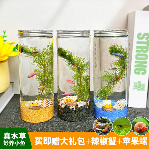 生态瓶DIY小鱼手提塑料微景观淡水冷水观赏鱼虾真水草活体学校