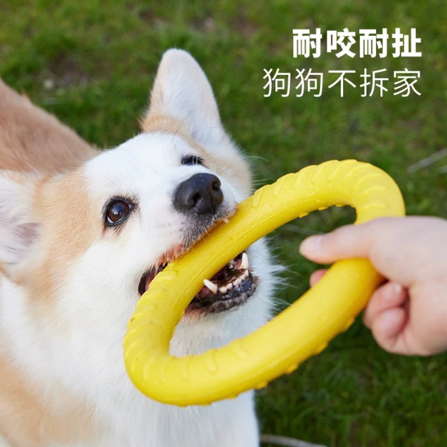 狗狗玩具耐咬球巡回玩具拉力环图片