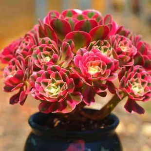 进口包邮粉女巫法师老桩趣味多肉植物办公室内花卉盆栽阳台防辐射