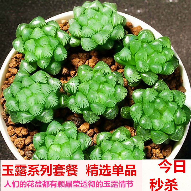 多肉植物玉露组合套餐冰灯玉露稀有品种大颗超大肉肉花盆套装盆栽,鲜花速递/花卉仿真/绿植园艺,多肉植物,淘宝优惠券,粉丝福利购,淘宝优惠卷