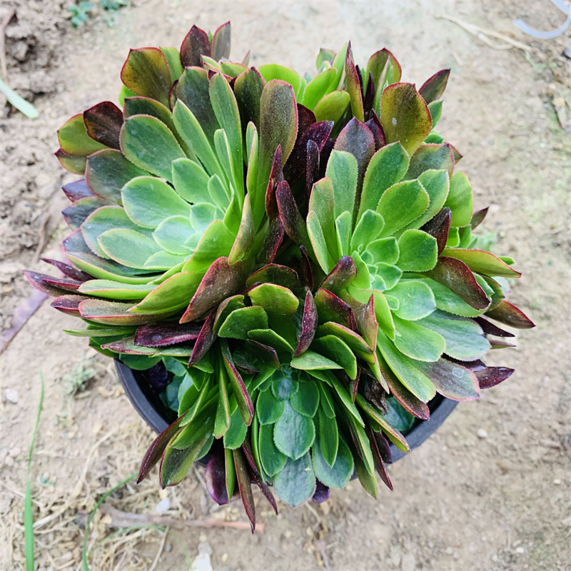 嘉年华砍头群生多头手捧花