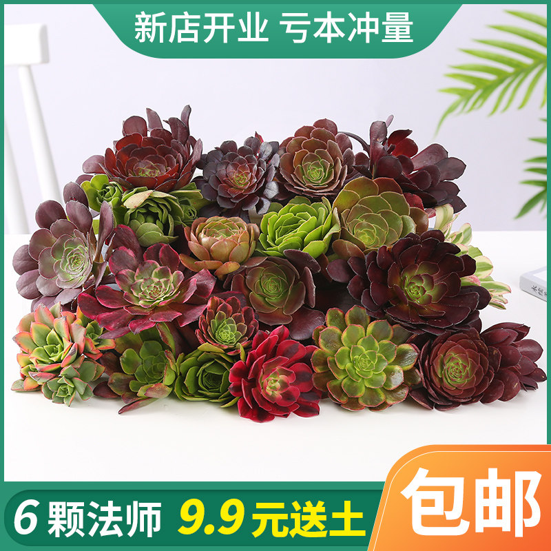 多肉植物法师系列新手套餐绿植防辐射吸甲醛办公桌阳台盆栽包邮
