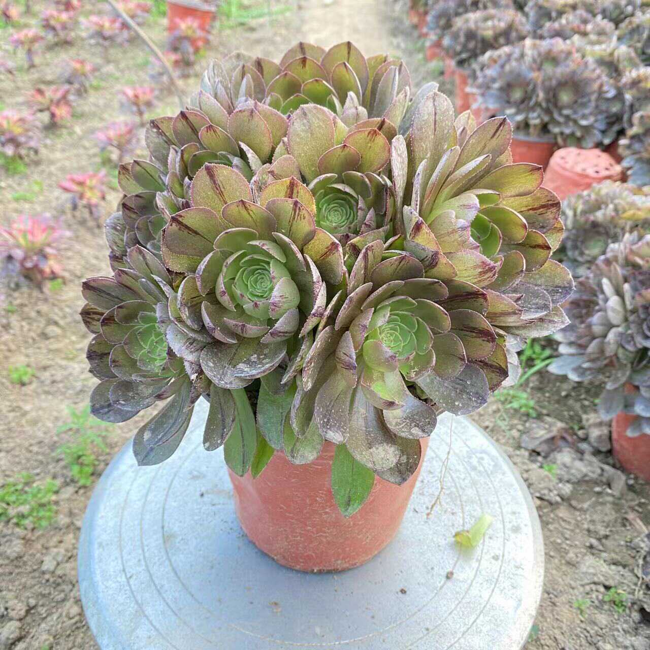 冲销沙拉碗铜壶荷兰玫瑰法师厚圆叶 万圣节拉丝法师 手捧花万圣节