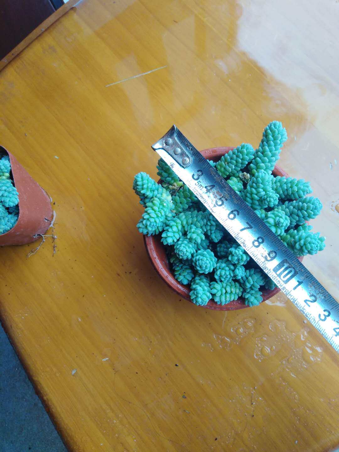 姬星美人 多肉植物盆栽花卉 肉肉植物 植物小盆景 绿植 多肉批发