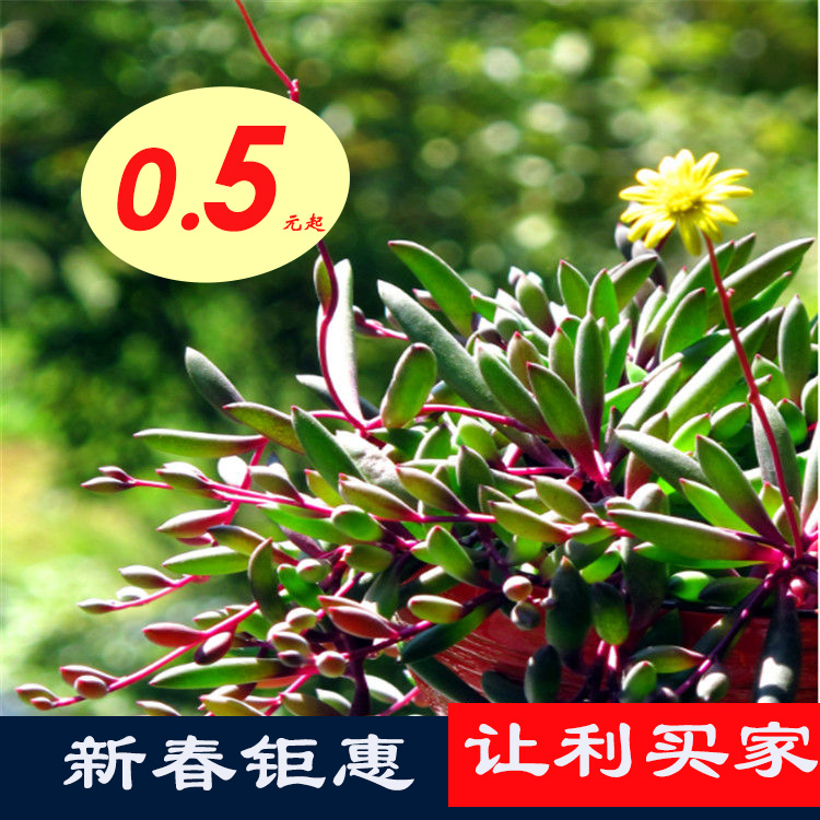 绿植钱串桃蛋多肉植物特价清仓