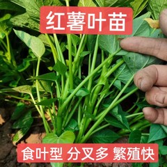 食叶型红薯叶苗专吃叶子嫩尖地瓜叶苗蕃薯苗尖叶圆叶新鲜带根发货