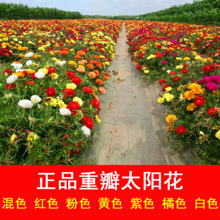 太阳花种子重瓣混色半枝莲四季种室外花种孑阳台盆栽庭院花种籽子