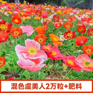 虞美人花种混色冰岛虞美人种子阳台庭院花种籽子四季播种见土就活