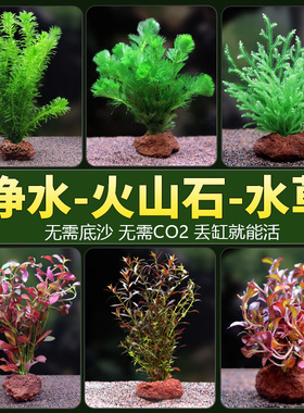 鱼缸活体水草植物真草水培蜈蚣装饰阴性净化水火山石生态造景全套