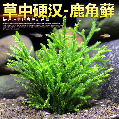 鹿角苔藓鹿角榕活体水草