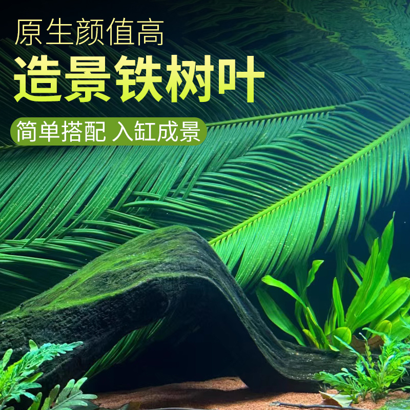 天然铁树叶美缸原生缸