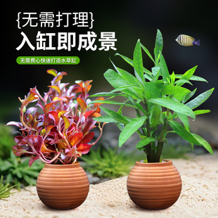鱼缸水草造景摆件增氧阴性净水定植陶罐水草火山石套餐绿菊绿九冠