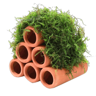 鱼缸水草造景莫斯水草懒人真植物鱼虾躲避罐虾屋小摆件小鱼躲避屋