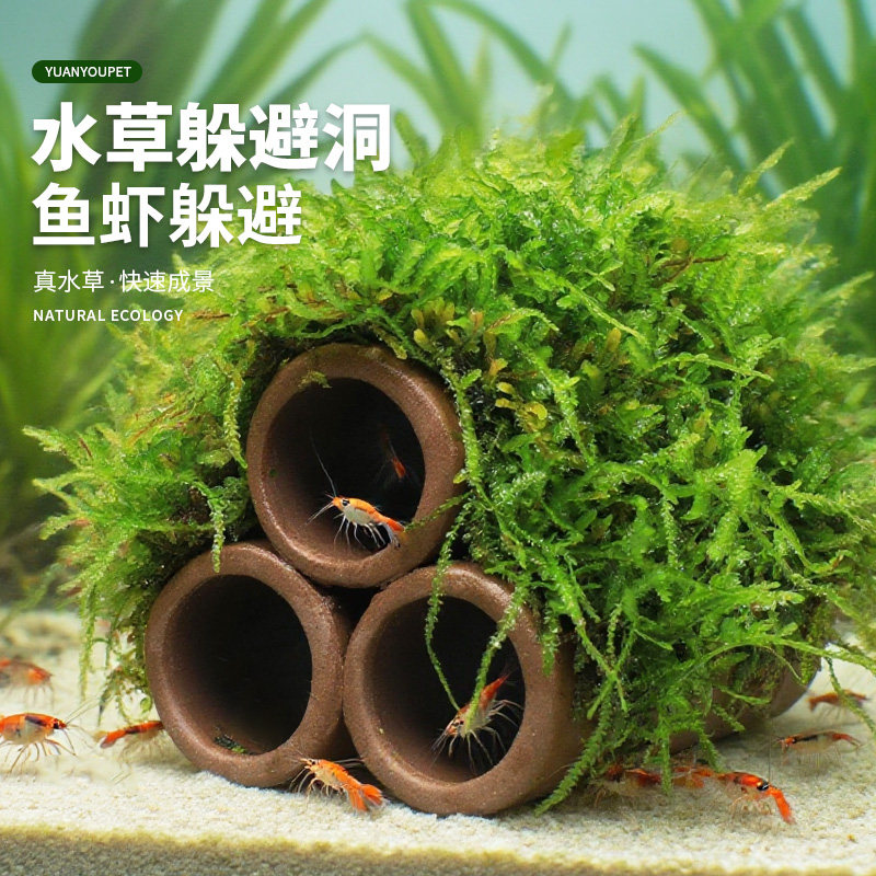 鱼缸莫斯陶罐水草造景真植物鱼虾躲避罐虾屋小摆件小鱼繁殖躲避屋