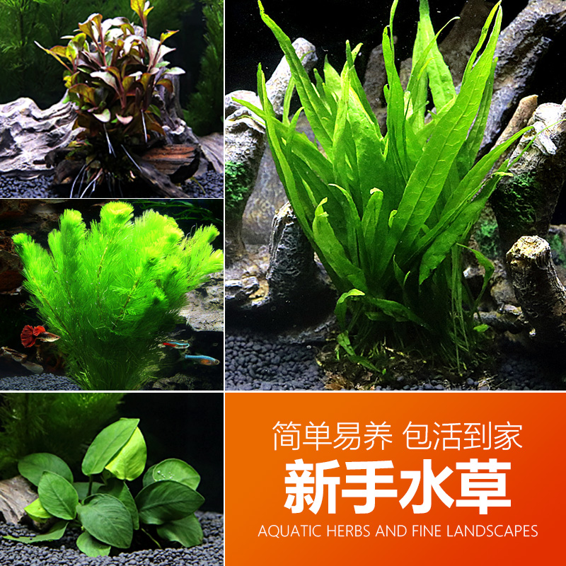 鱼缸水族箱造景水榕沉木活体水草淡水无土植物后景宫廷真水草绿菊