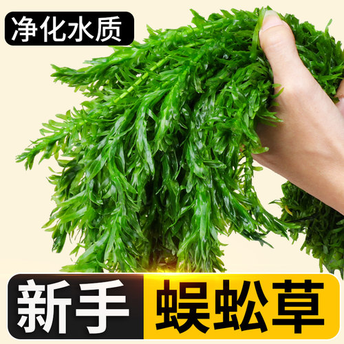 蜈蚣草水草植物绿菊后景草