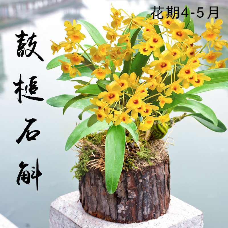 木头石斛树桩种好发货鼓槌铁皮室内盆栽家居绿植花期长石斛可食用
