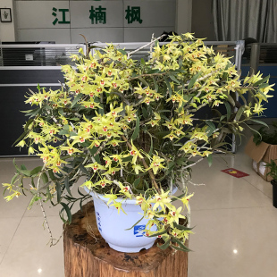 江楠枫 种植铁皮石斛鲜条树桩一边种一边吃铁皮石斛枫斗苗带盆