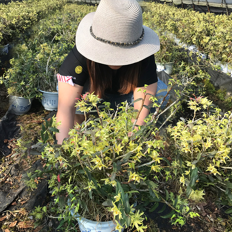 室内铁皮石斛苗大盆花卉水培绿植