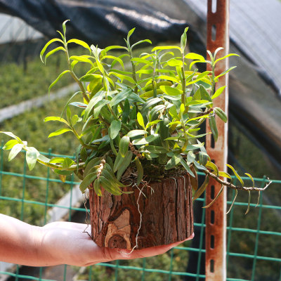 江楠枫铁皮石斛苗干花