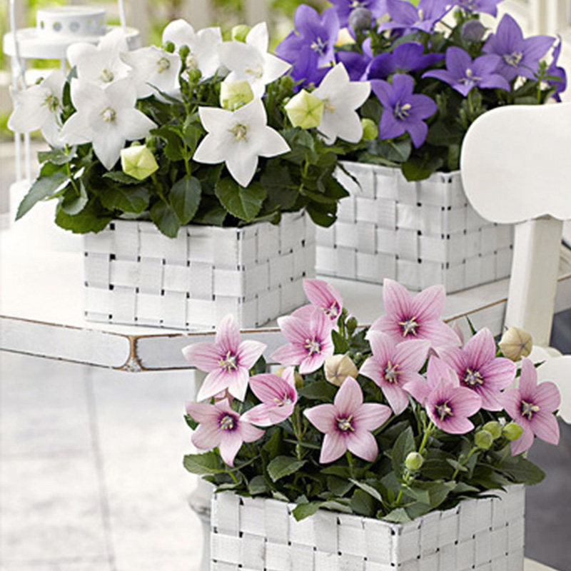 中华桔梗花苗种子籽苗多年生阳台庭院盆栽室内外易种花卉四季