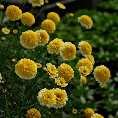 春苗多年生玛格丽特花苗花种子苗