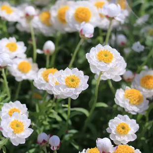 纸鳞托菊花苗多年生重瓣垂吊四季种春季开阳台窗台盆栽易种活