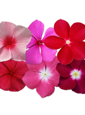 长春花花苗阳台庭院四季易种