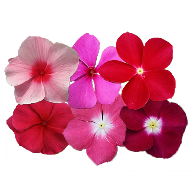 长春花花苗阳台庭院四季易种