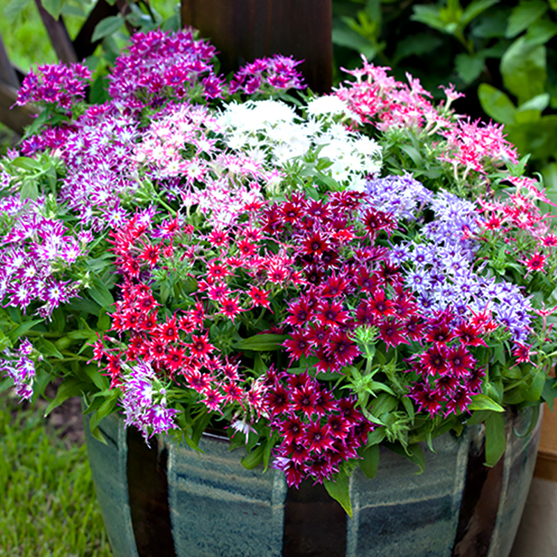 2023福禄考花苗四季阳台室内