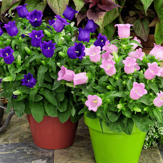 丹麦风铃草花种子籽春季四季种开花日本紫斑阳台庭院室内室外盆栽