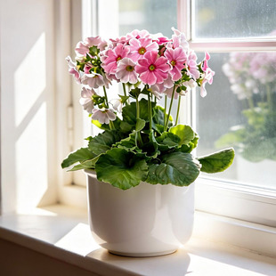 四季报春花苗种子苗多年生阳台窗台盆栽庭院地栽花卉植物