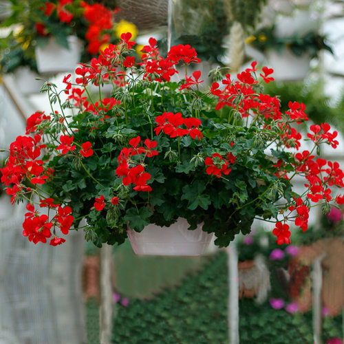 逸棵垂吊天竺葵花苗阳台庭院好养