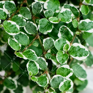 花叶薜荔绿植物盆栽办公室桌面室内垂吊雨林缸BB草爬藤微景观冬季