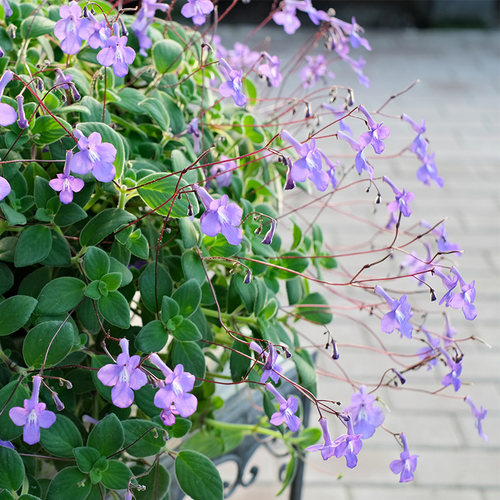 海豚花花苗四季种开花阳台盆栽